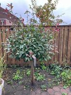 Glansmispel, Tuin en Terras, Overige soorten, Lente, 100 tot 250 cm, Ophalen