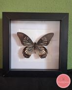 Papilio chilasa veiovis vlinder-subtiele kracht in zwart-wit, Ophalen of Verzenden, Zo goed als nieuw, Insect, Opgezet dier