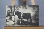 Oude Paulus Potter briefkaart De jonge stier Mauritshuis, Ophalen of Verzenden, Voor 1920, Ongelopen, Noord-Holland