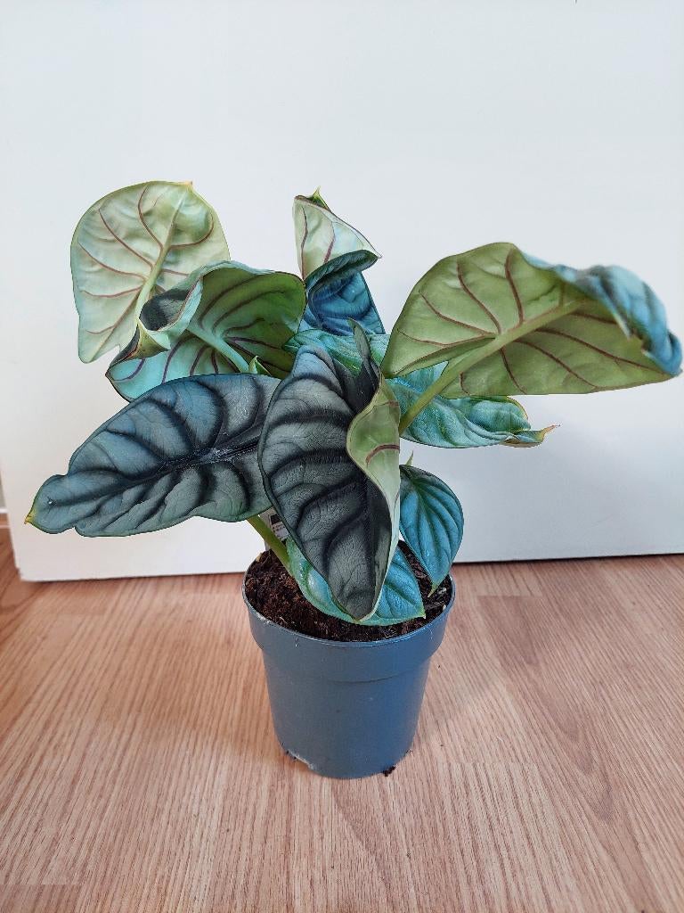 Alocasia Baginda 'Silver Dragon' - Olifantsoor H: 34 cm., Huis en Inrichting, Ophalen, Overige soorten, Halfschaduw, Minder dan 100 cm