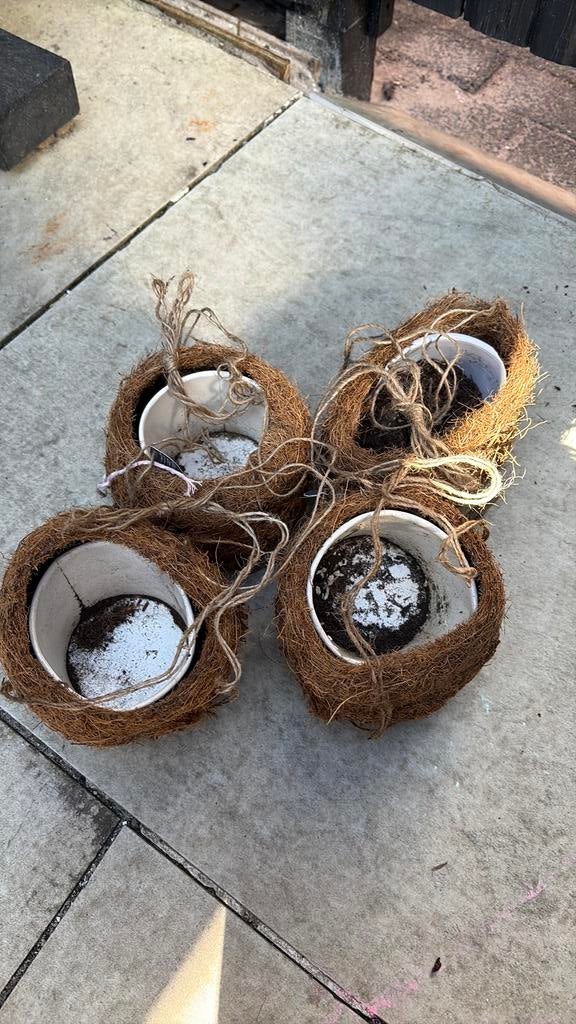 Kokospotjes hangers, Ophalen, Zo goed als nieuw