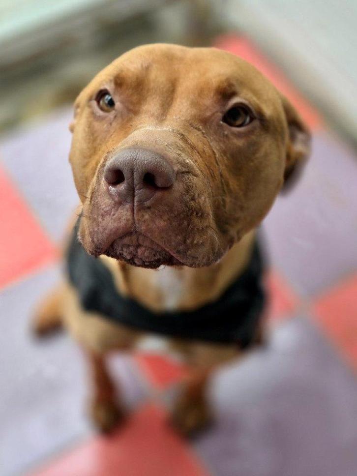 ACE: Pelao heeft een vriendelijk en energiek karakter, Dieren en Toebehoren, Honden | Niet-rashonden, Groot, Reu, Particulier