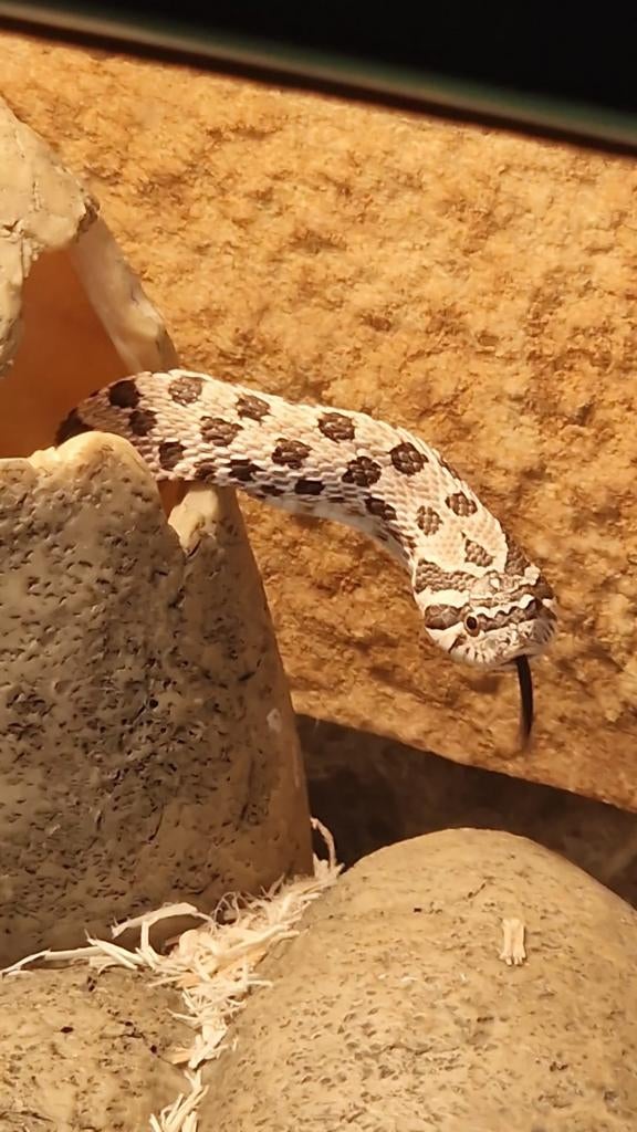 Haakneusslang, Dieren en Toebehoren, Slang, 0 tot 2 jaar