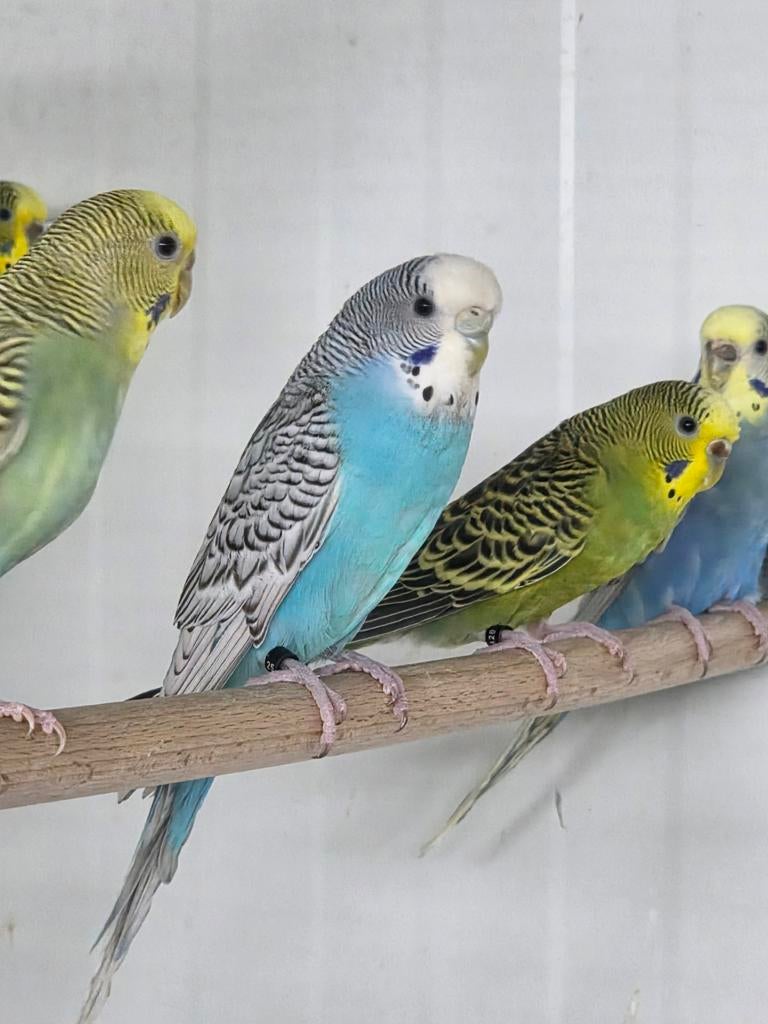 Melanistic split bfbw, Vrouwelijk, Parkiet