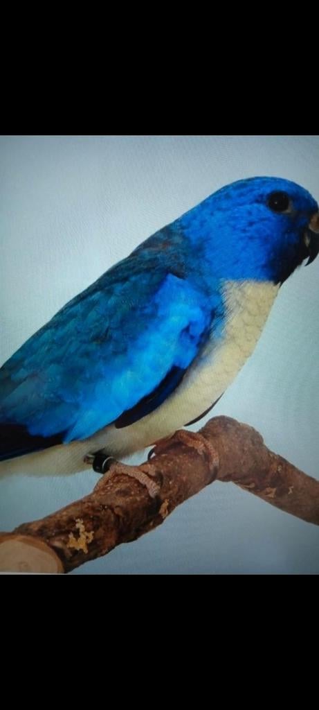 Gevraagd 2 koppels blauw wil borsten Splendits, Meerdere dieren, Parkiet, Geringd