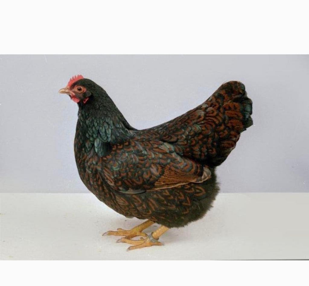Barnevelder legkip groot, Dieren en Toebehoren, Pluimvee, Meerdere dieren, Kip