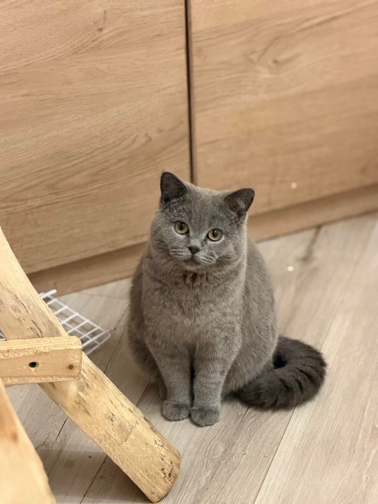 British & scottish cat, Kater, Met stamboom, 0 tot 2 jaar