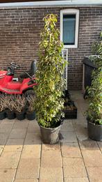 Portugese laurier, Tuin en Terras, Planten | Bomen, Bloeit niet, Halfschaduw, 100 tot 250 cm, Overige soorten