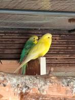 engelse parkieten, Dieren en Toebehoren, Meerdere dieren, Parkiet, Pratend