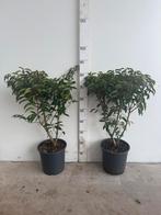 Portugese laurier, Ophalen of Verzenden, Laurier, Minder dan 100 cm