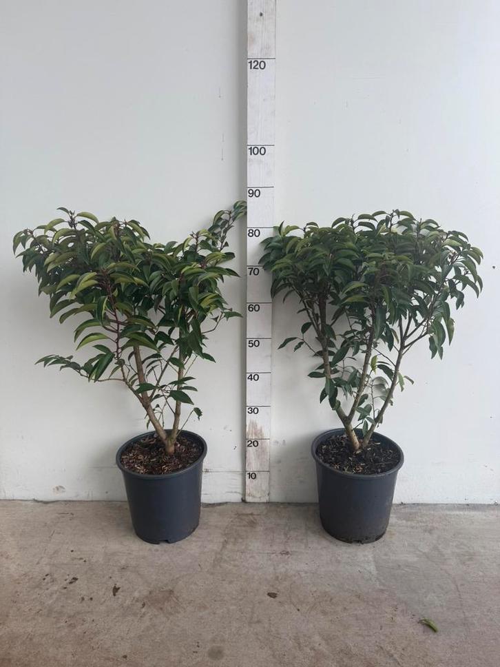 Portugese laurier, Tuin en Terras, Planten | Struiken en Hagen, Laurier, Minder dan 100 cm, Ophalen of Verzenden