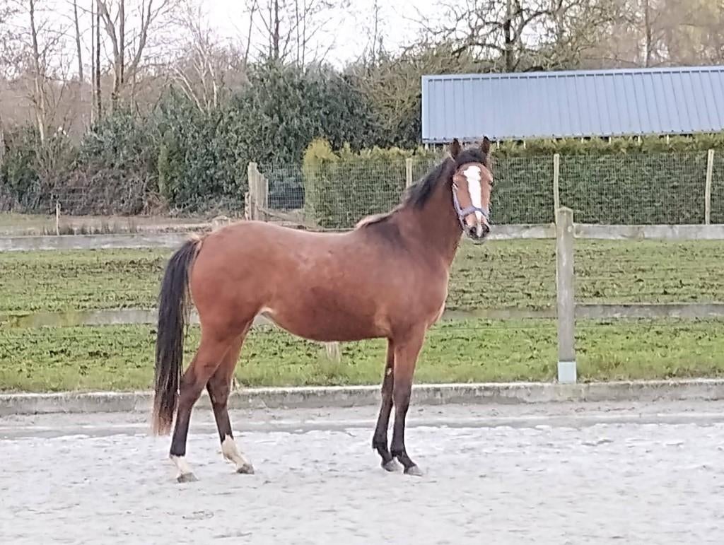 Pony's, Dieren en Toebehoren, Merrie, Met stamboom, Niet van toepassing, 0 tot 2 jaar