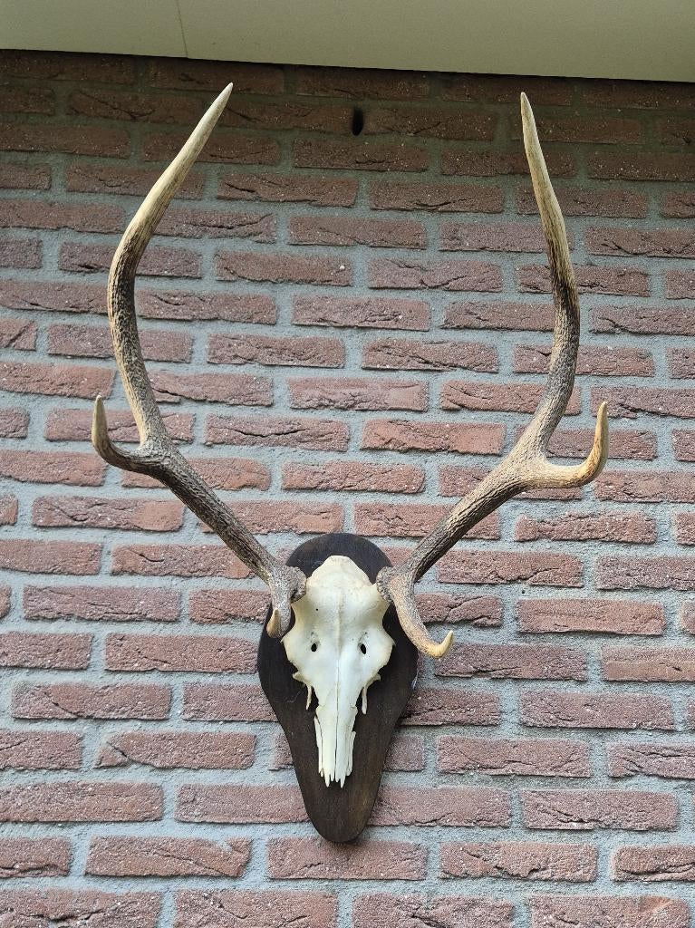 Prachtig Zwaar Edelhert Gewei Jacht Hut Veluwe Mancave g3, Ophalen, Gebruikt, Hert, Gewei of Kop