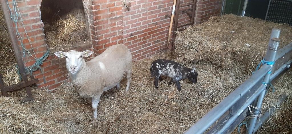 Mooi schaap met prachtig lam!, Dieren en Toebehoren, Schapen, Geiten en Varkens, Vrouwelijk, Schaap