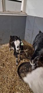 Geit van vorig jaar, Dieren en Toebehoren, Vrouwelijk, Geit