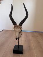 Schedel geit / bok op voet, Ophalen, Zo goed als nieuw, Boerderijdier, Schedel