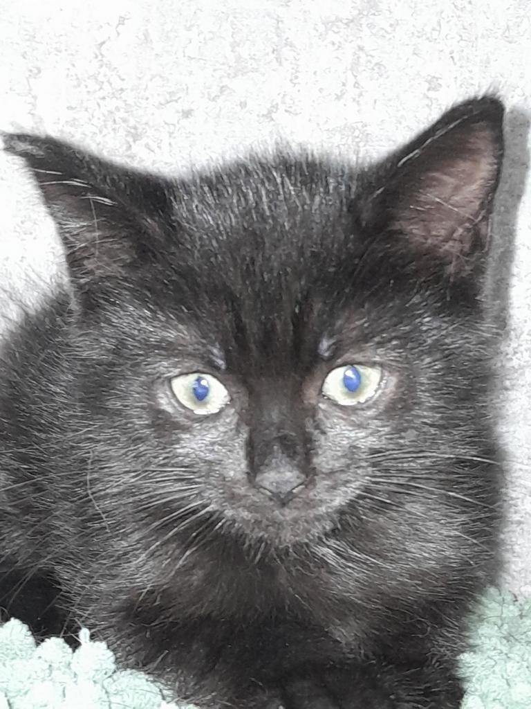 Jonge kitten... Poesje... enting... gezondheidscheck... etc, Dieren en Toebehoren, Poes, 0 tot 2 jaar