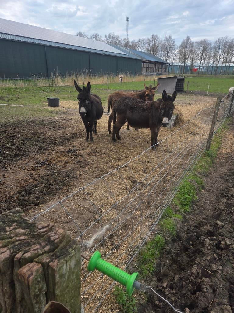Te koop ezeltjes, Dieren en Toebehoren, Meerdere dieren, Geit