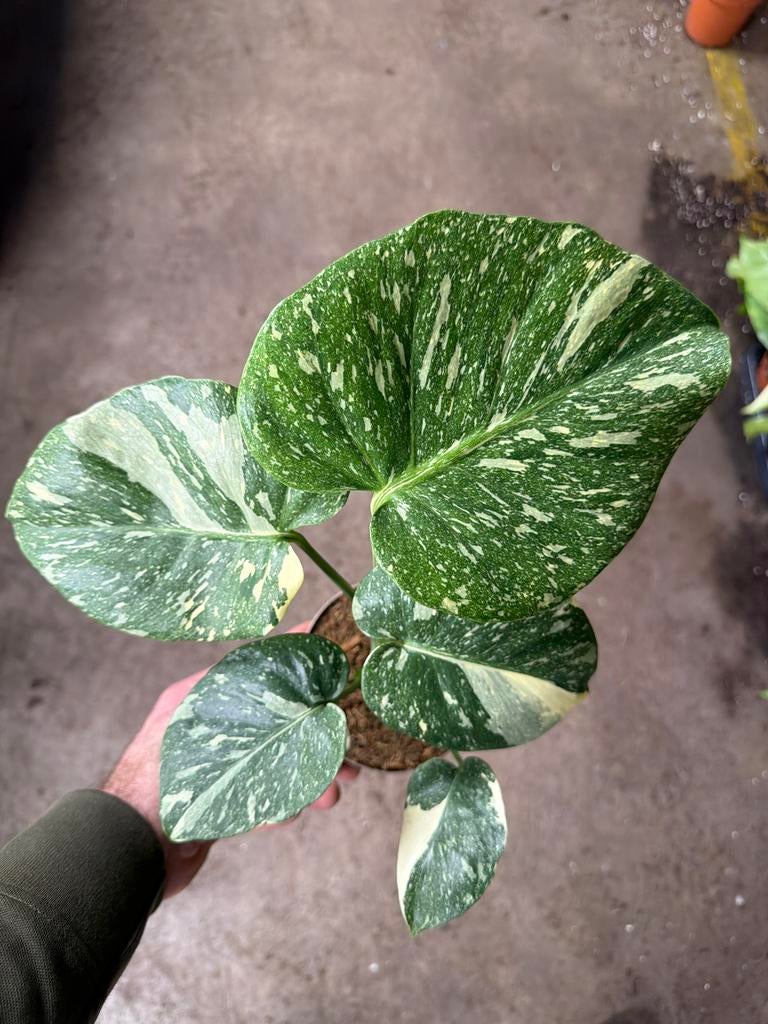 Monstera Thai Constellation - Super Kwaliteit!  Actie!!, Ophalen of Verzenden