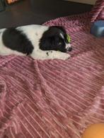 Friese stabij pup reu, 8 tot 15 weken, Parvo, Eén hond, Nederland