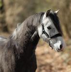 prachtige welsh pony aangeboden, Met stamboom, Ruin, 3 tot 6 jaar, B pony (1.17m tot 1.27m)