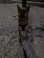 Hond duitseherder, 6 jaar of ouder, Particulier, Reu, Buitenland