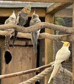 Valkparkieten, Meerdere dieren, Parkiet