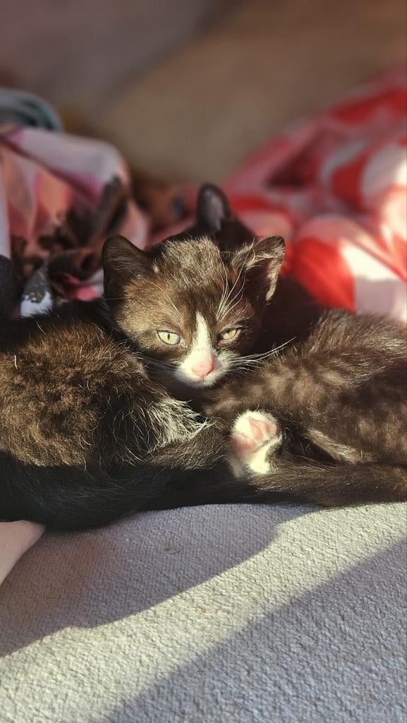 Kruising sneeuwbengaal x huispoes, Dieren en Toebehoren, Katten en Kittens | Raskatten | Korthaar, Meerdere dieren, Ontwormd