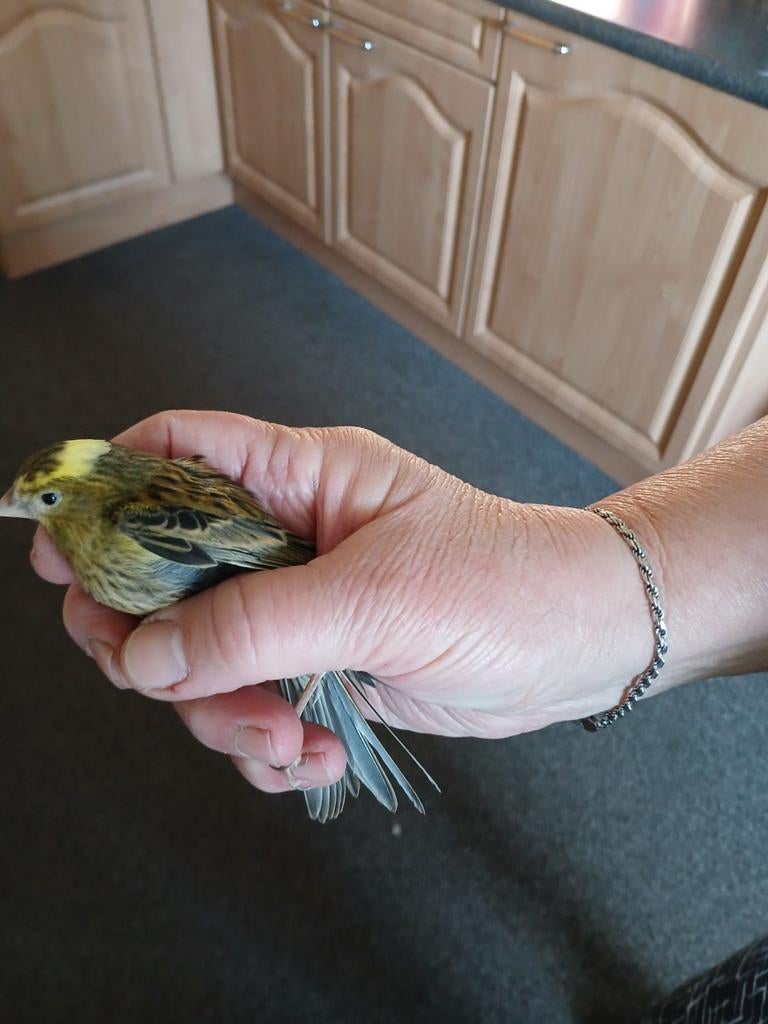 Lizards jonge kanaries, Dieren en Toebehoren, Vogels | Kanaries, Meerdere dieren, Kleurkanarie