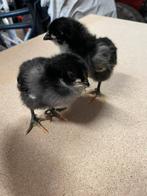 Australorp kuikens, Dieren en Toebehoren, Pluimvee, Meerdere dieren, Kip