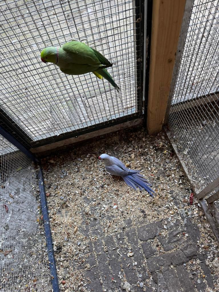 Halsband parket Bewezen koppel, Meerdere dieren, Geringd