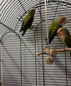 tortelduifjes, Vrouwelijk, Parkiet