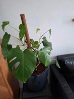 Monstera met pot, Ophalen, Halfschaduw, Minder dan 100 cm