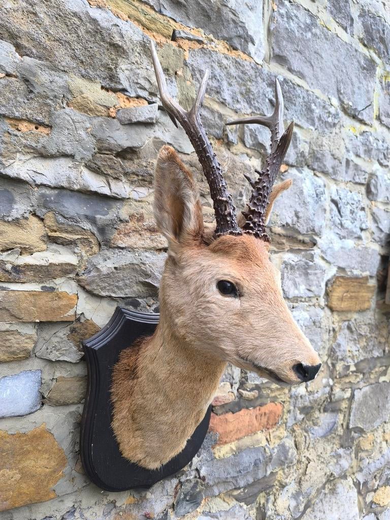 Opgezette vintage reebok, Ophalen of Verzenden, Gebruikt, Opgezet dier