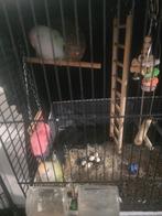 Agapornis koppel met 5 eieren te koop, Meerdere dieren, Dwergpapegaai of Agapornis