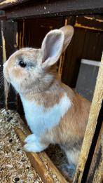 Baby konijntje, Dieren en Toebehoren, Konijnen, Mannelijk, Dwerg