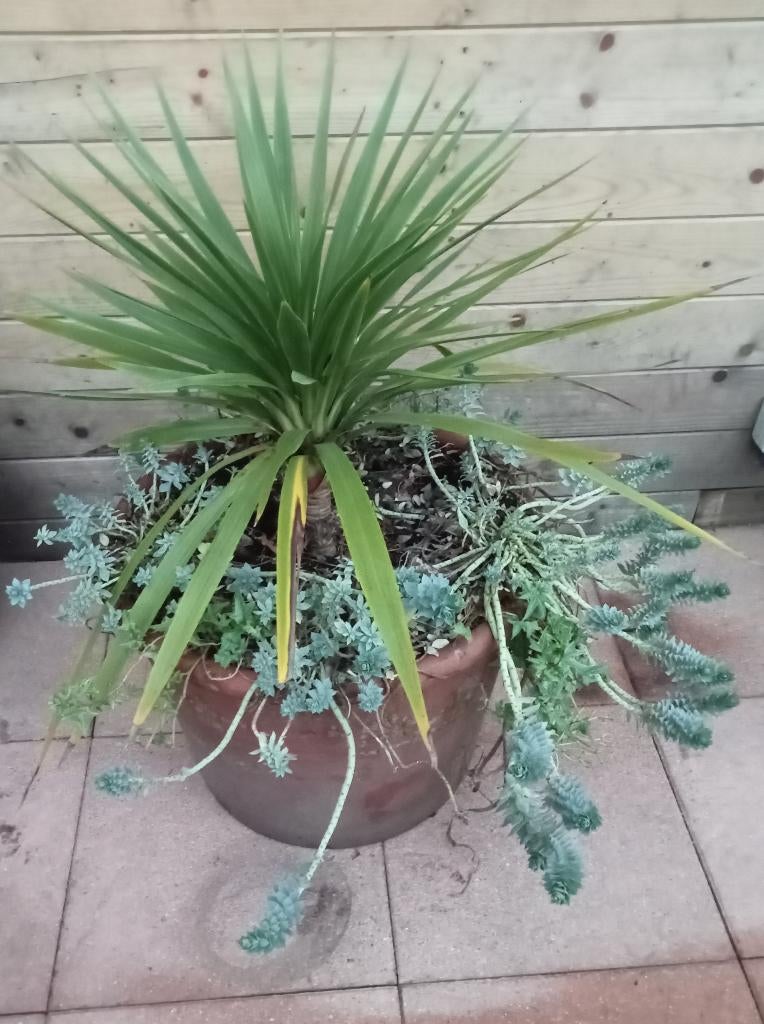 KOOLPALM CORDYLINE WOLFSMELK GROTE AARDEWERK TERRACOTTA POT, Tuin en Terras, Ophalen, Gebruikt, 40 cm of meer, Rond