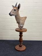 Opgezette Duiker - Prachtige Taxidermie, Verzamelen, Ophalen, Gebruikt, Wild dier, Opgezet dier