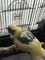 Parkieten groen en geel, Meerdere dieren, Parkiet