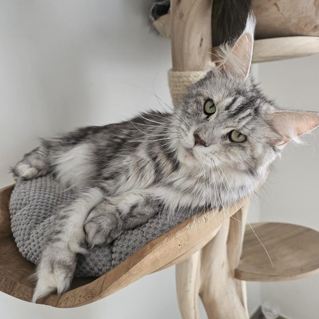 Prachtig maine coon poes met stamboom herplaatser, Dieren en Toebehoren, Katten en Kittens | Raskatten | Langhaar, Poes, Met stamboom