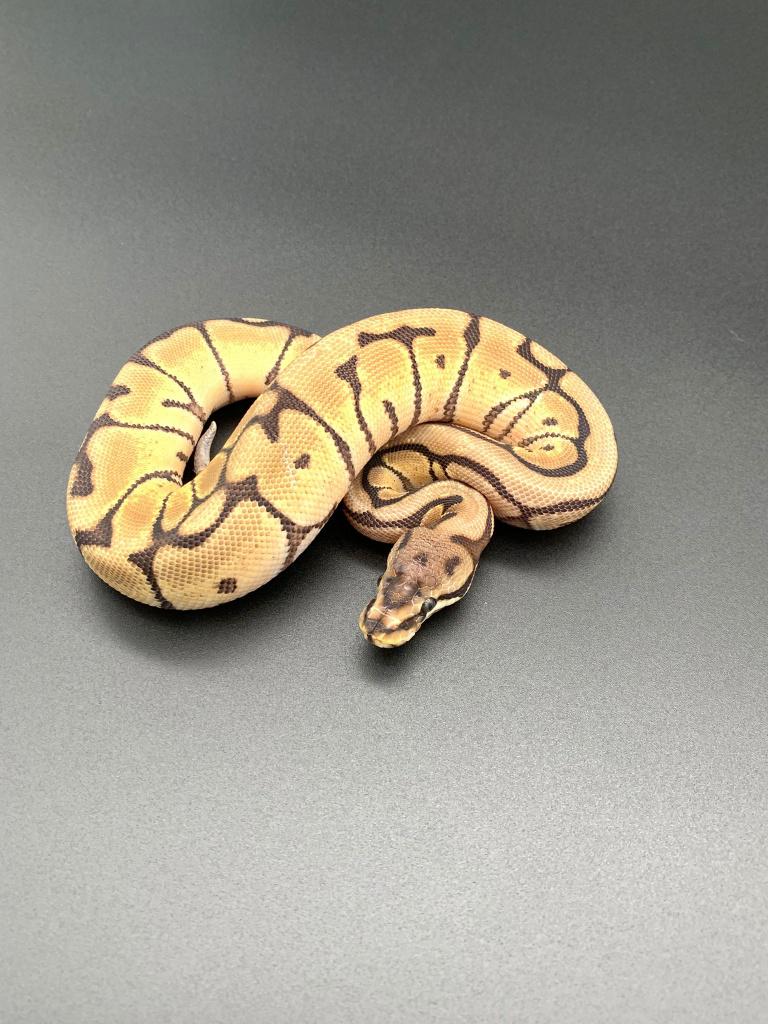 1.0 spider het desert ghost python regius, Dieren en Toebehoren, Reptielen en Amfibieën, Slang, 0 tot 2 jaar