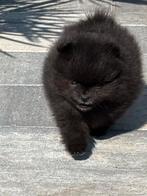 Pomeriaan pups( nog 1 zwart reutje), Dieren en Toebehoren, Parvo, Keeshond, 8 tot 15 weken, Meerdere