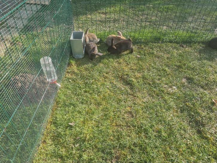 Duitse Reuzen, Dieren en Toebehoren, Konijnen, Groot, Meerdere dieren, 0 tot 2 jaar