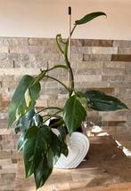 Philondendron “ white prinses” in pot, Huis en Inrichting, Kamerplanten, Overige soorten, In pot, Minder dan 100 cm, Groene kamerplant