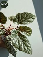 Begonia Snow Cap, Ophalen of Verzenden, Halfschaduw, Minder dan 100 cm