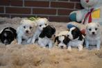Leuke kleine boomer pups., Nederland, Parvo, Overige rassen, 8 tot 15 weken