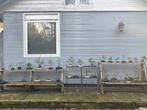 Bonsai: Verschillende Soorten en Startmateriaal, Ophalen of Verzenden, Overige soorten, Volle zon
