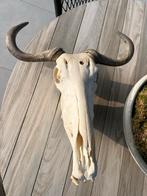 Gnoe schedel met hoorns en onderkaak - Afrikaanse trofee, Ophalen, Gebruikt