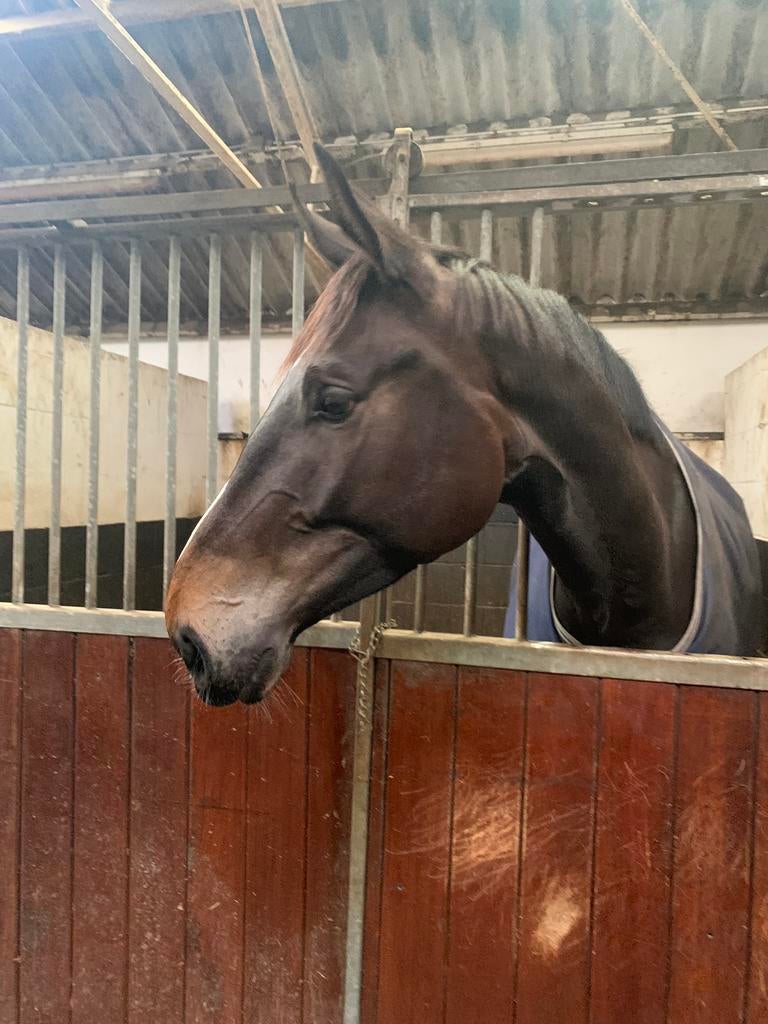 Jong groot (sport) paard, Met stamboom, Ruin, Niet van toepassing, Dressuurpaard