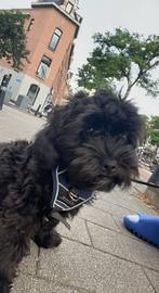 Maltipoo, Poedel, Reu, 1 tot 2 jaar, Parvo